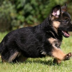 Trained Protection Dogs For Sale