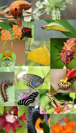 Butterfly Metamorphosis Kits