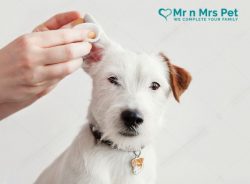 Best Dog Grooming Services at Home in Kanpur