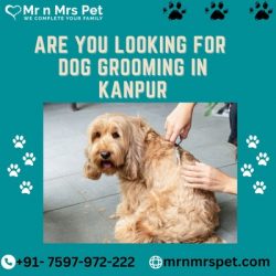 Are you Looking for Dog Grooming at Home in kanpur