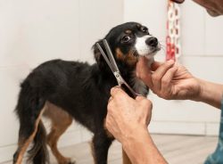 Best Dog Grooming Services in Kanpur