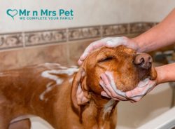 Dog Grooming Service at Home in Bangalore