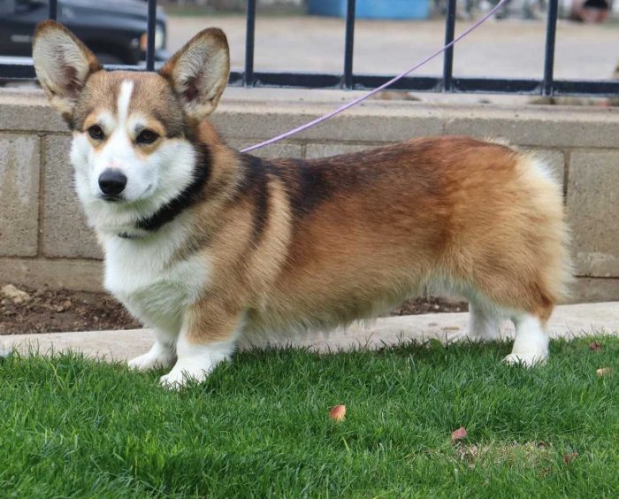 Pembroke Welsh Corgi Puppies for Sale in Madurai