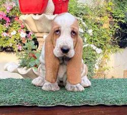 Basset Hound Puppies for Sale in Madurai