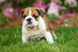 Bulldog Puppies for Sale in Madurai