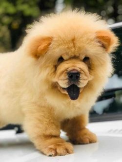 Chow Chow Puppies for Sale in Madurai