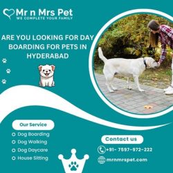 Professional Day Boarding For Pets in Hyderabad