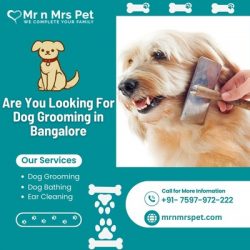 Best Dog Grooming at Home in Bangalore