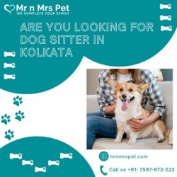 Professional Dog Sitter in Kolkata