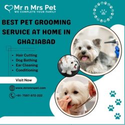 Best Pet Grooming Service at Home in Ghaziabad