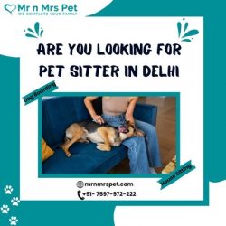 Pet Sitter in Delhi at Affordable Price