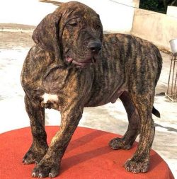 Presa Canario Puppies for Sale in Madurai