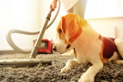 Fresh and Clean: Professional Carpet Cleaning Services in Melbourne