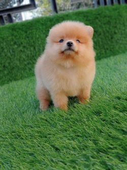 Toy Pom Puppies for Sale in Madurai