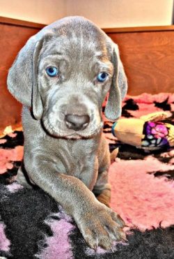 Weimaraner Puppies for Sale in Madurai