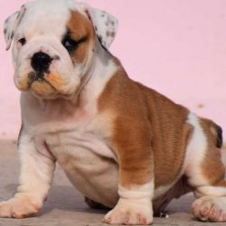 British Bulldog Puppies for Sale in Madurai