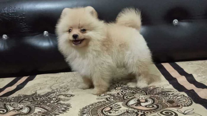 Culture Pomeranian Puppies for Sale in Madurai