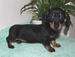 Dachshund Puppies for Sale in Madurai