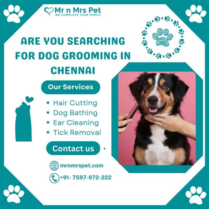 Best Dog Grooming at Home in Chennai