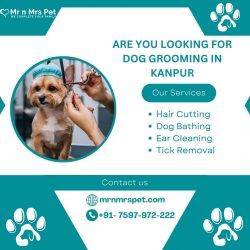 Are You Looking For Dog Grooming in Kanpur