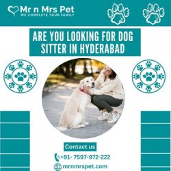 Are you Looking For Dog Sitter in Hyderabad