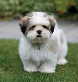 Lhasa Apso Puppies for Sale in Madurai