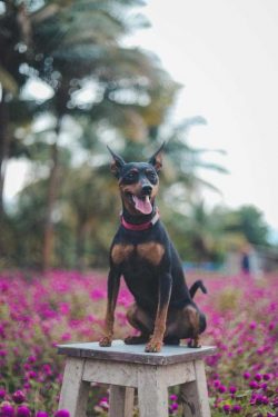 Miniature Pinscher Puppies for Sale in Madurai