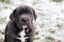 Neapolitan Mastiff Puppies for Sale in Madurai