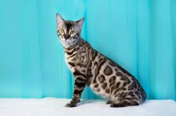 Bengal Kitten in Panipat