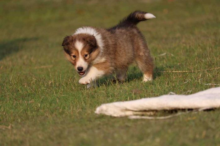 Rough Collie Puppies for Sale in Mysore