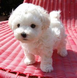 Bichon frise Puppies for Sale in Panipat