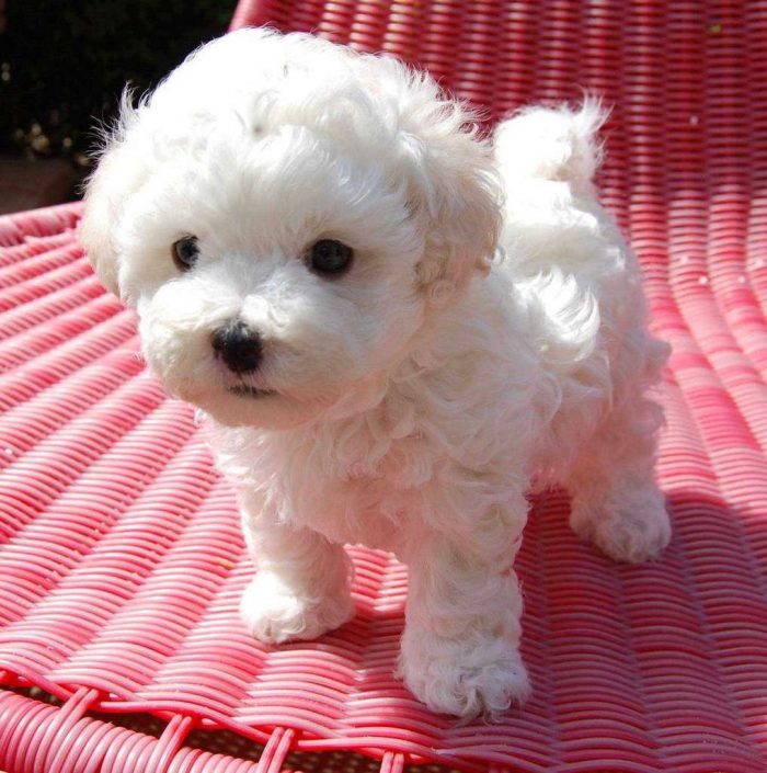 Bichon frise Puppies for Sale in Panipat