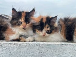 Calico Kitten in Rohtak