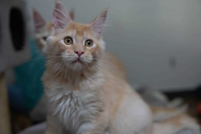 Maine Coon Kitten in Ghaziabad