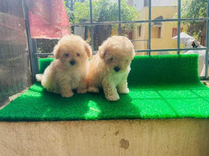 Maltipoo Puppies for Sale in Panipat