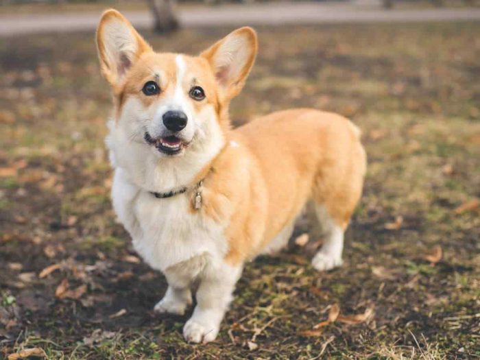 Pembroke Welsh Corgi Puppies for Sale in Rohtak