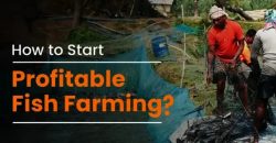 Fish Farming in India