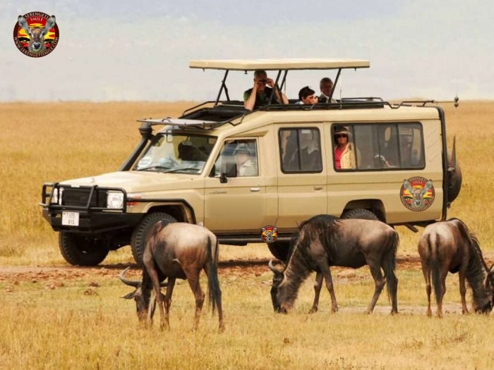 Discover the Best Tanzania Safari Tour Operators