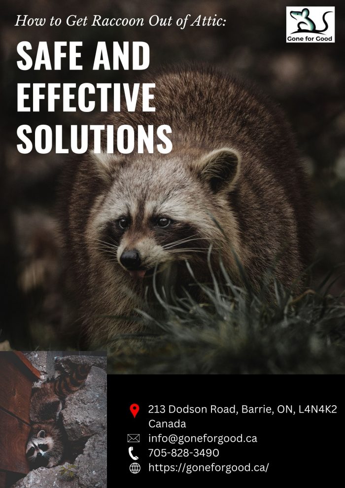 How to Get Raccoon Out of Attic: Safe and Effective Solutions