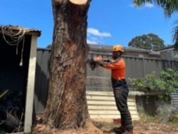 Professional Tree Pruning Services in Sydney