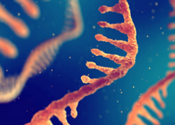 In vivo cell therapy