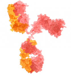 Recombinant Anti-eLtaS Neutralizing Antibody