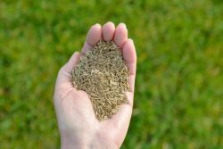 Best Grass Seed for South Jersey
