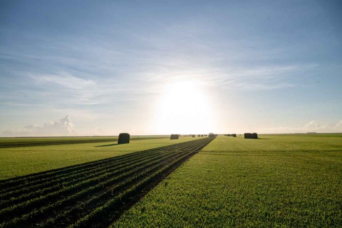 Sod Star: The Gold Standard in Turf