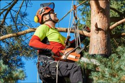 Expert Tree Trimming Sydney Services for Healthy Trees