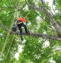 Expert Tree Removal Arborist in Sydney – Safe & Reliable Service