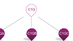 C3b deposition assay