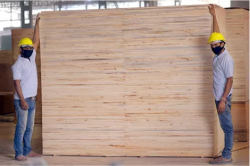 Plywood Yamunanagar Manufacturers: Premium Quality Solutions