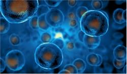 generation of adipocytes