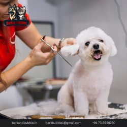 Pet Face Cut Service in Andheri, Mumbai – Bark & Bubbles